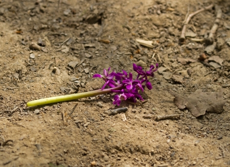 Early Purple Orchid in dappled sunlight, picked and dropped on woodland path.の写真素材