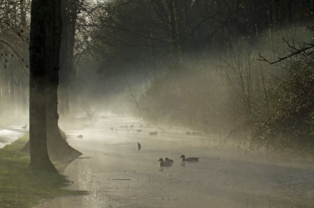 Early morning mist on river with ducks and treesの写真素材