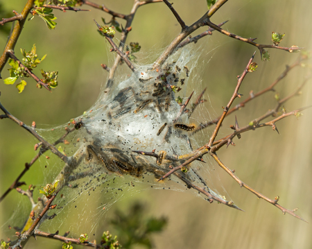 Caterpillar larvae and nest of Brown-tail Mothの写真素材