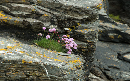 Pink Sea Thrift grwoing on shoreline rocks on The Isle of Skye