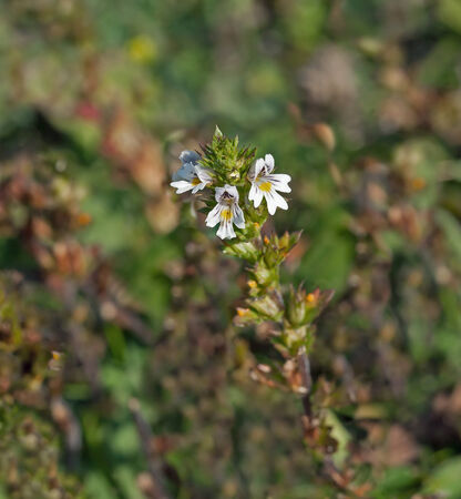Tiny wild flower Eyebright growing on chalk downland of South Downs in Sussexの写真素材