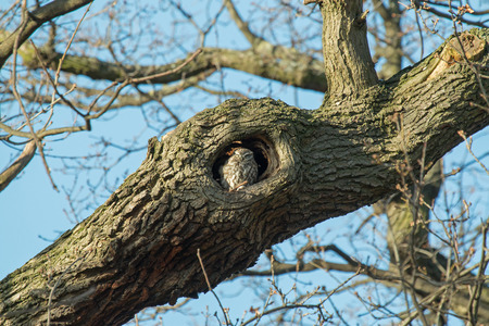 Adult Little Owl roosting in hole in treeの写真素材
