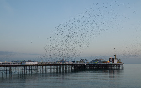 Winter seasonal spectacle of Starling Murmuration over Brighton Pier at sunset.の写真素材