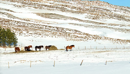 Field with Icelandic horses during winter in Iceland.の写真素材