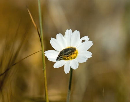 Weevil-type bug on daisy on Lesvos, Greeceの写真素材