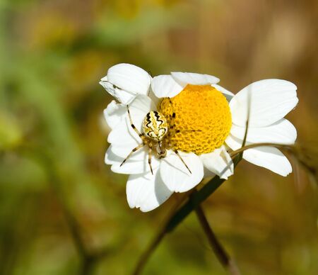 Spider species Aculepeira armida found on Lesvos, Greeceの写真素材