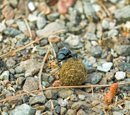 Male Dung Beetle with ball of dungの写真素材