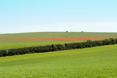 Swathe of red poppies across a Sussex field