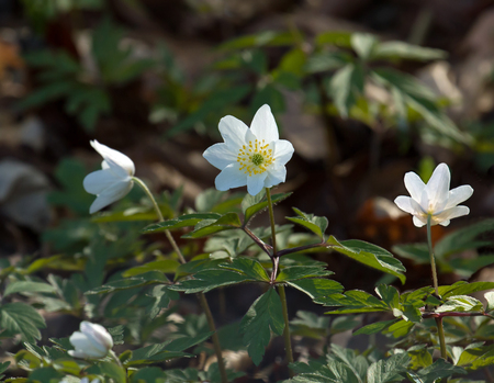 Wood Anenome flowers in English woodlandの写真素材