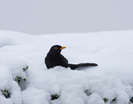 Male Common Blackbird in snow on hedgeの写真素材