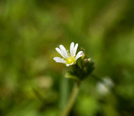 Macro shot of tiny white wild flower Common Chickweed with green backgroundの写真素材