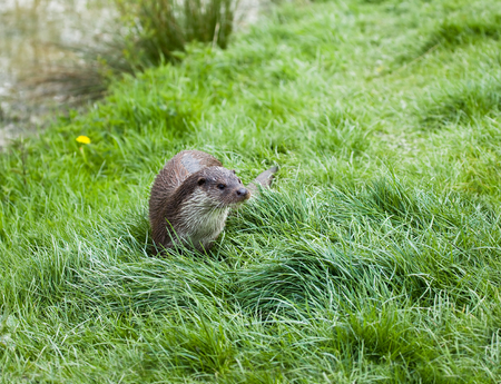 Eurasian Otter on river bank with grass and wild flowersの写真素材
