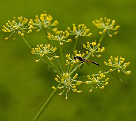 Macro shot of insect Gasteruption jaculator on Fennel flower head against green backgroundの写真素材