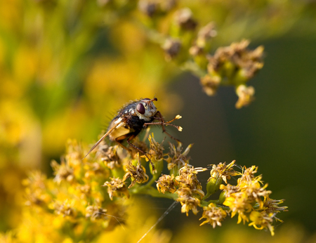 Macro shot of Hoverfly washing legs on yellow flowerの写真素材
