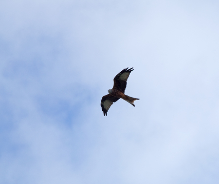 Bird of prey or raptor Red Kite soaringの写真素材