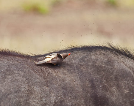 Yellow-billed Oxpecker and flies on Wildebeest on Masai Mara, Kenya.