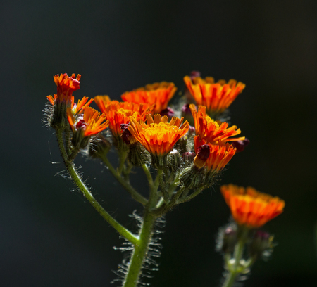 Fox and Cubs wild flowers againstdark background.の写真素材
