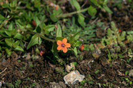 Scarlet Pimpernel wild flower in Sussexの写真素材