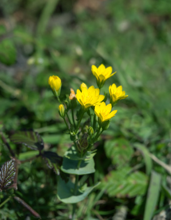 Yellow-wort wild flower on shore at Tide Mills, Newhaven.の写真素材