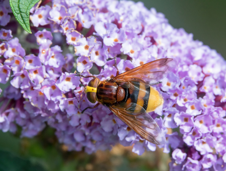 Largest hoverfly in UK, Hornet Mimic Hoverfly on Buddleia.の写真素材