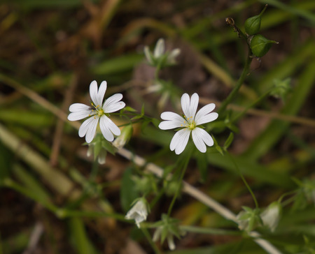 Wild flower Greater Stitchwort in woodland.の写真素材