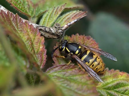 Common Wasp on leaf during springtimeの写真素材