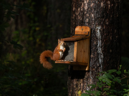 Red Squirrel at feeder in Newborough Forest on the Isle of Anglesey in Walesの写真素材