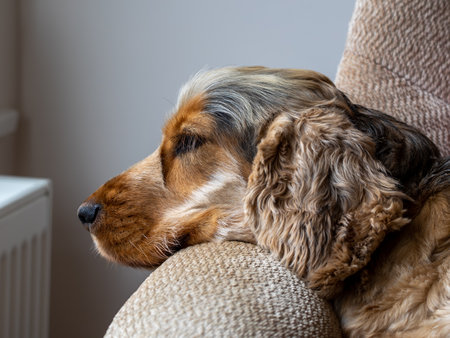 English Show Cocker Spaniel dozing on chair.の写真素材