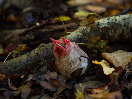 Octopus Stinkhorn fungi Egg with Tentacles Emerging, found in English woodland.の写真素材