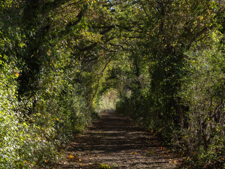 Tunnel formed by trees along a Sussex countryside track during Autumn.の写真素材