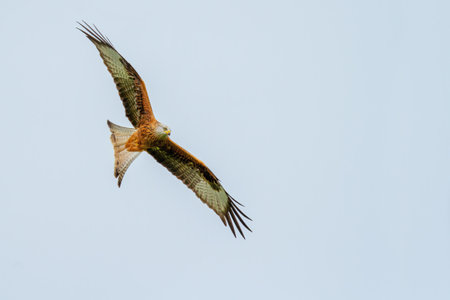 Red Kite at a location in Wales, where a large number of Red Kites are fed daily.の写真素材