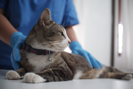 The veterinarian doctor treating, checking on cat at vet clinic.