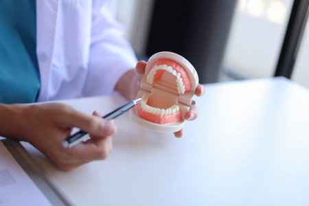 Dentist uses a dental model to explain oral health and treatments to a patient.の写真素材