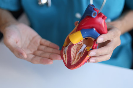 Doctor using heart model to explain blood flows direction.の写真素材