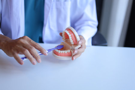 Dentist demonstrates how to brush teeth correctly.の写真素材