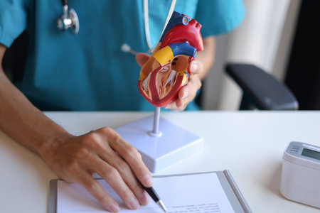 Doctor using heart model to explain blood flows direction.の写真素材