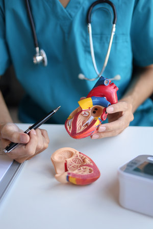 Doctor using heart model to explain blood flows direction.の写真素材