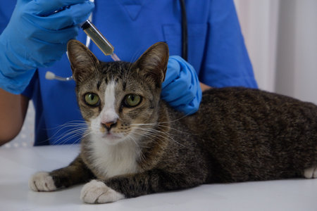 Cat getting injections vaccine by veterinarian at vet clinic.の写真素材