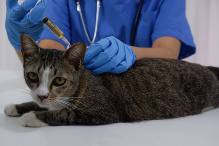 Cat getting injections vaccine by veterinarian at vet clinic.の写真素材