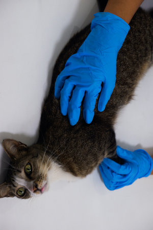 The veterinarian doctor treating, checking on an ill cat at vet clinicの写真素材