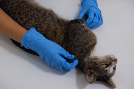 The veterinarian doctor treating, checking on an ill cat at vet clinic