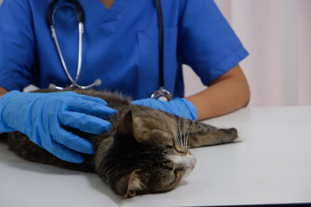 The veterinarian doctor treating, checking on an ill cat at vet clinicの写真素材