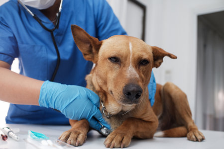 The veterinarian doctor treating, checking on dog at vet clinic.の写真素材