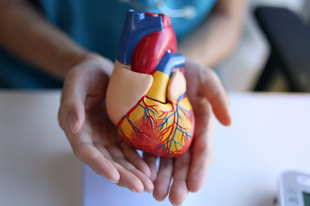 Human heart anatomy model in hand of doctor.の写真素材