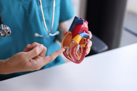 Doctor using heart model to explain blood flows direction.の写真素材