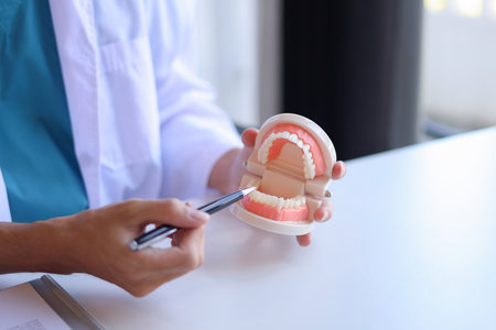 Dentist uses a dental model to explain oral health and treatments to a patient.の写真素材