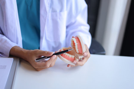 Dentist uses a dental model to explain oral health and treatments to a patient.の写真素材