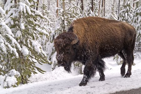 Bison in snowstorm with scary, mean look in its eyeの写真素材