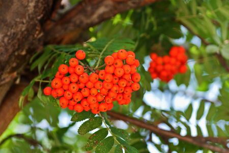Orange berries on a mountain ash tree in summerの写真素材