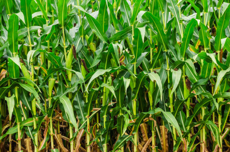 Cornfield with corn looking good on the stalks would make a nice background
